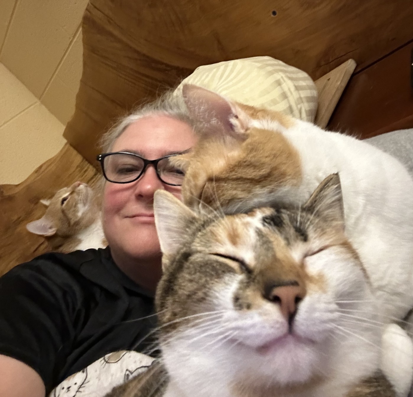 Person relaxing in bed with three affectionate cats snuggled close, creating a warm, trusting, at-home moment that reflects a deep bond with felines and a calm, cozy environment.