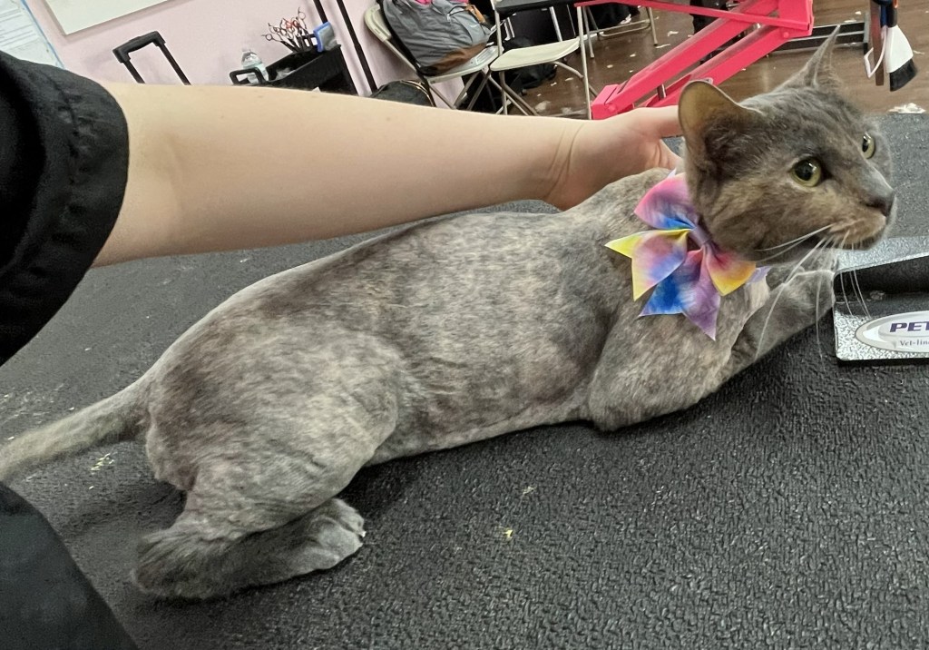 Freshly groomed cat from the Claw and Order gallery, image 4168.