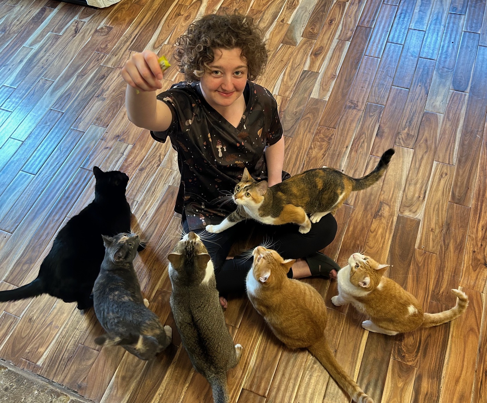 Person sitting on a hardwood floor surrounded by several attentive cats, holding up a small treat while the cats look up.
