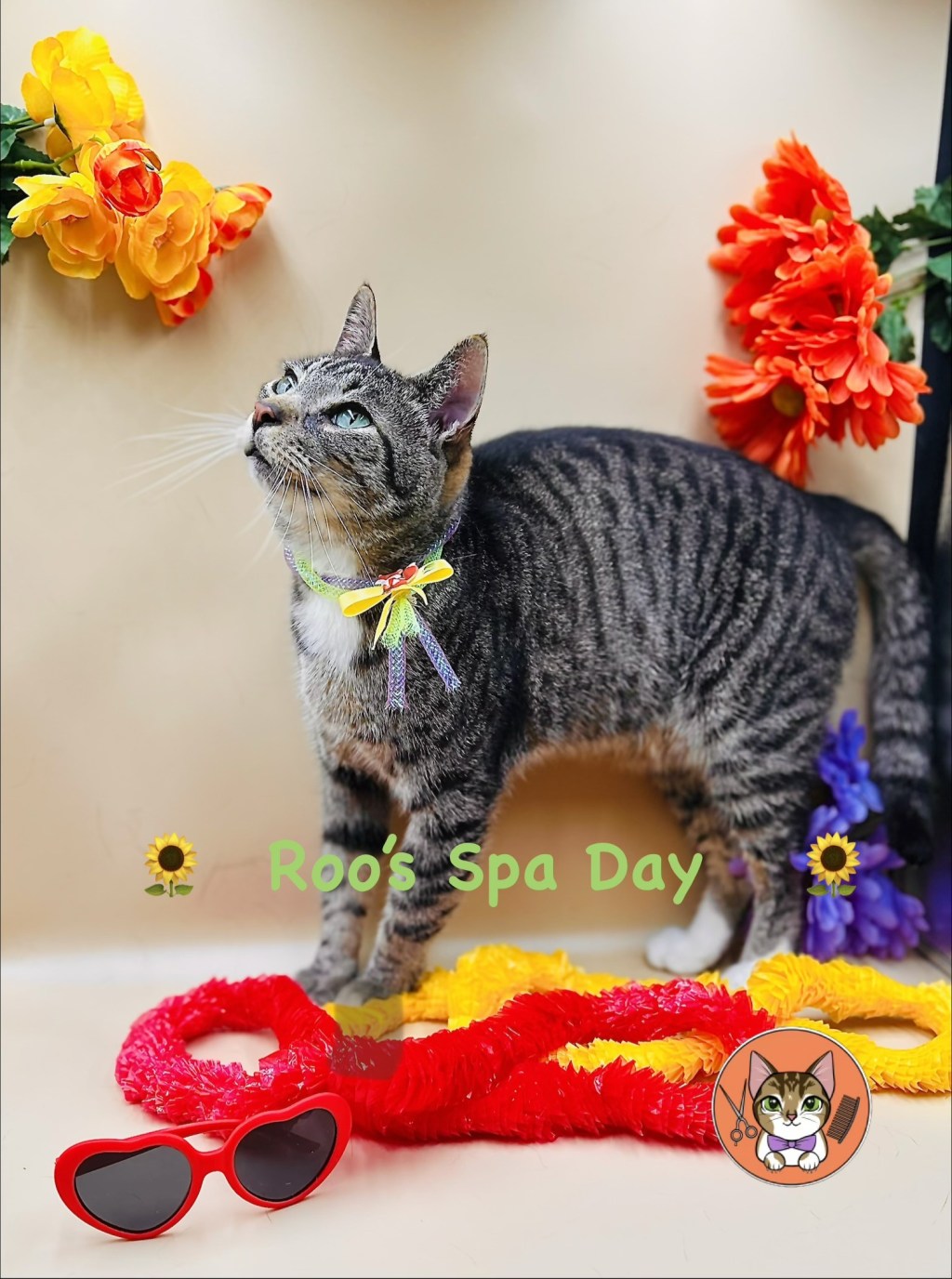 Roo the cat after grooming at Claw and Order.