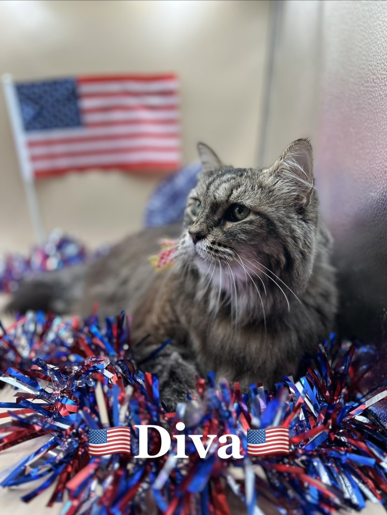 Cat grooming photo 183