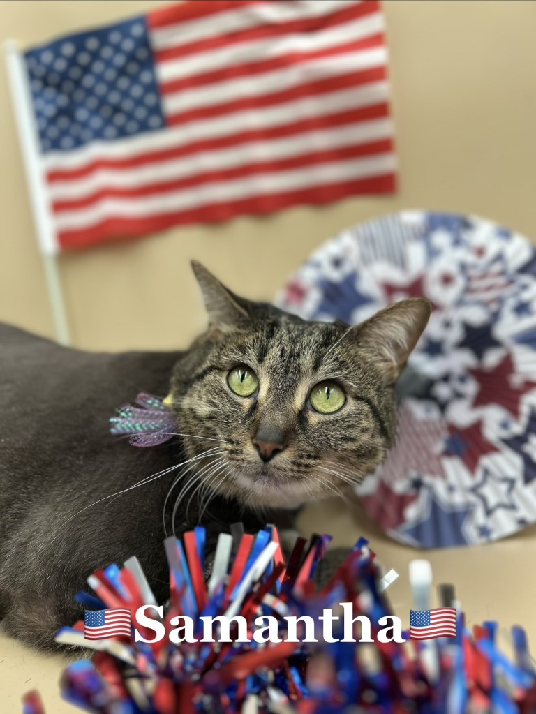 Cat grooming photo 184