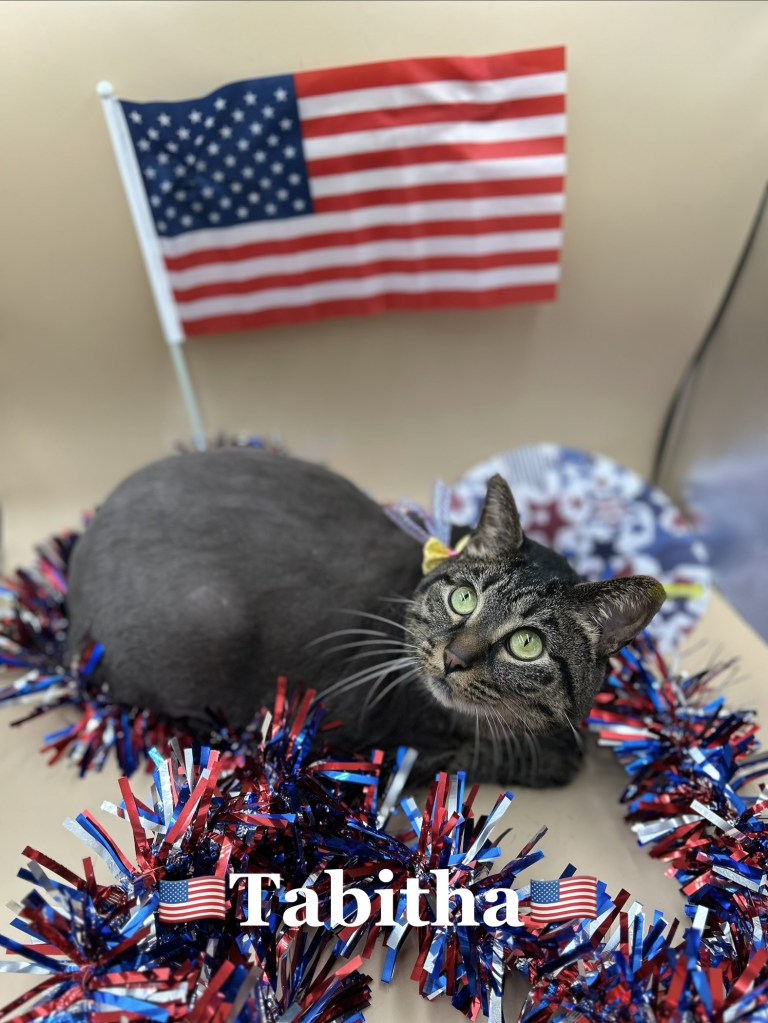 Cat grooming photo 185